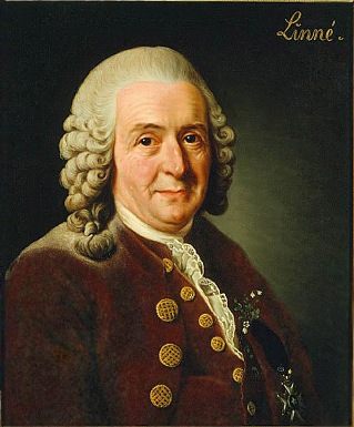 Carolus Linnaeus, 1775 (Alexander Roslin) (1718-1793)  Gripsholms Slott, Mariefred 